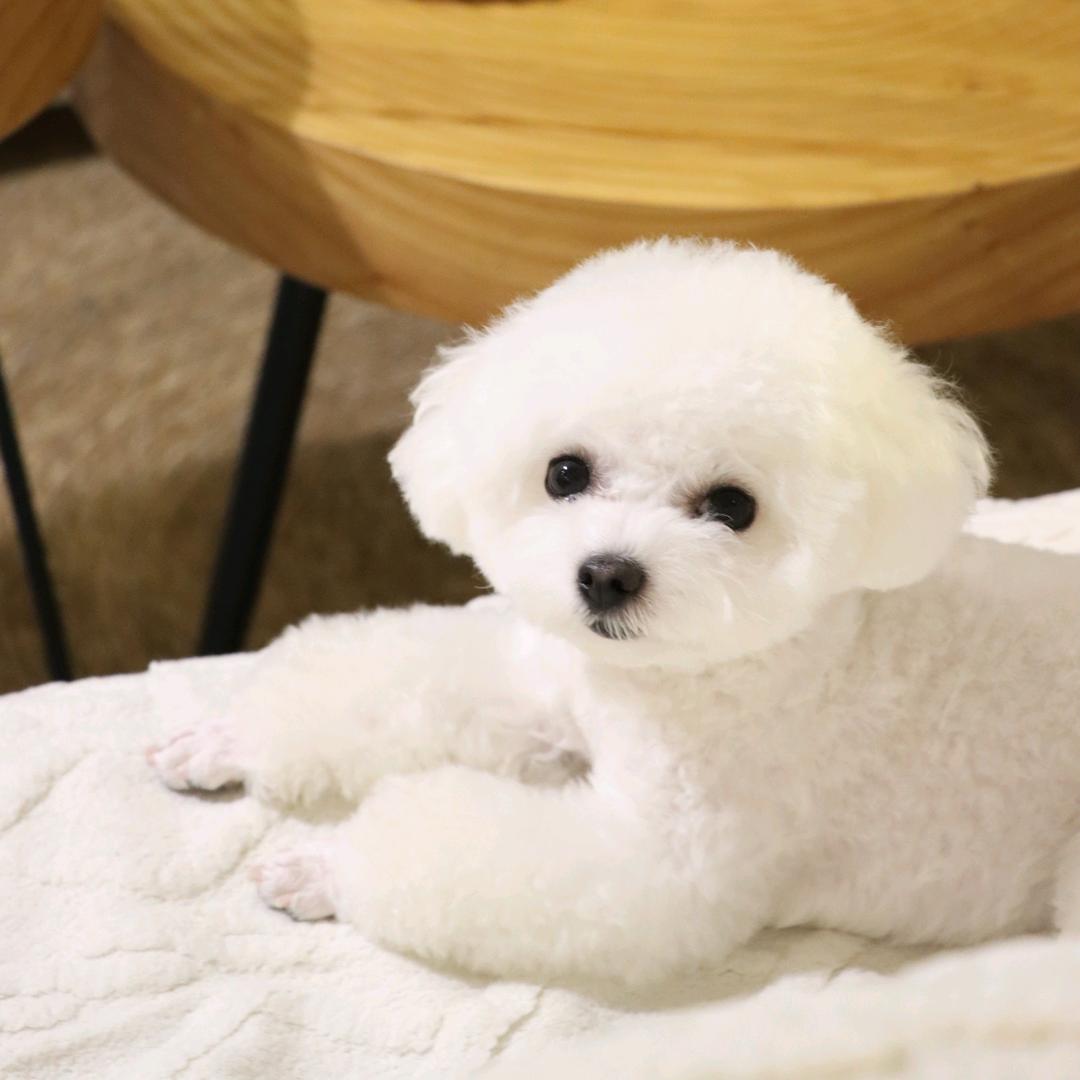三三是比熊