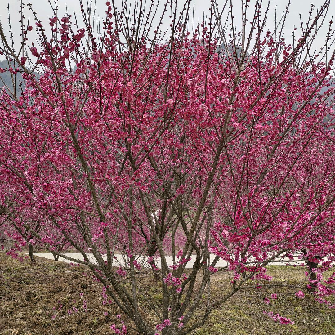 三个孩子的妈妈