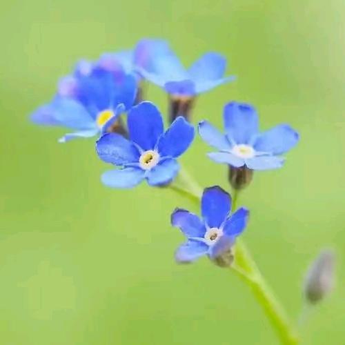 💙蓝澜小院