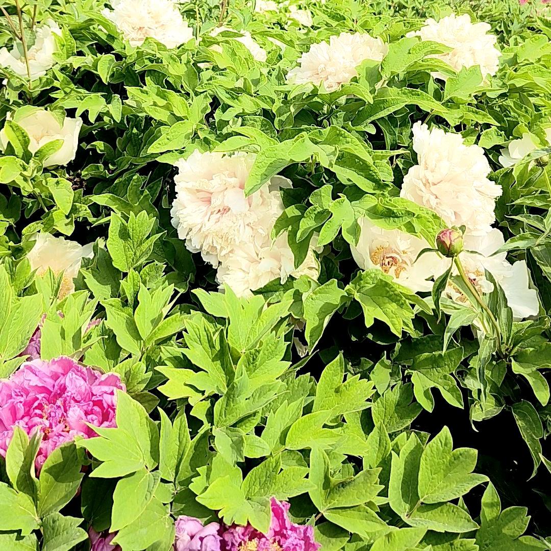 烟花的季节