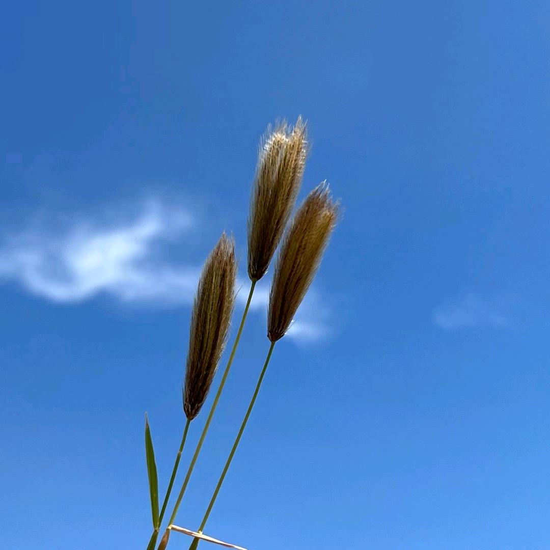 天天妈咪