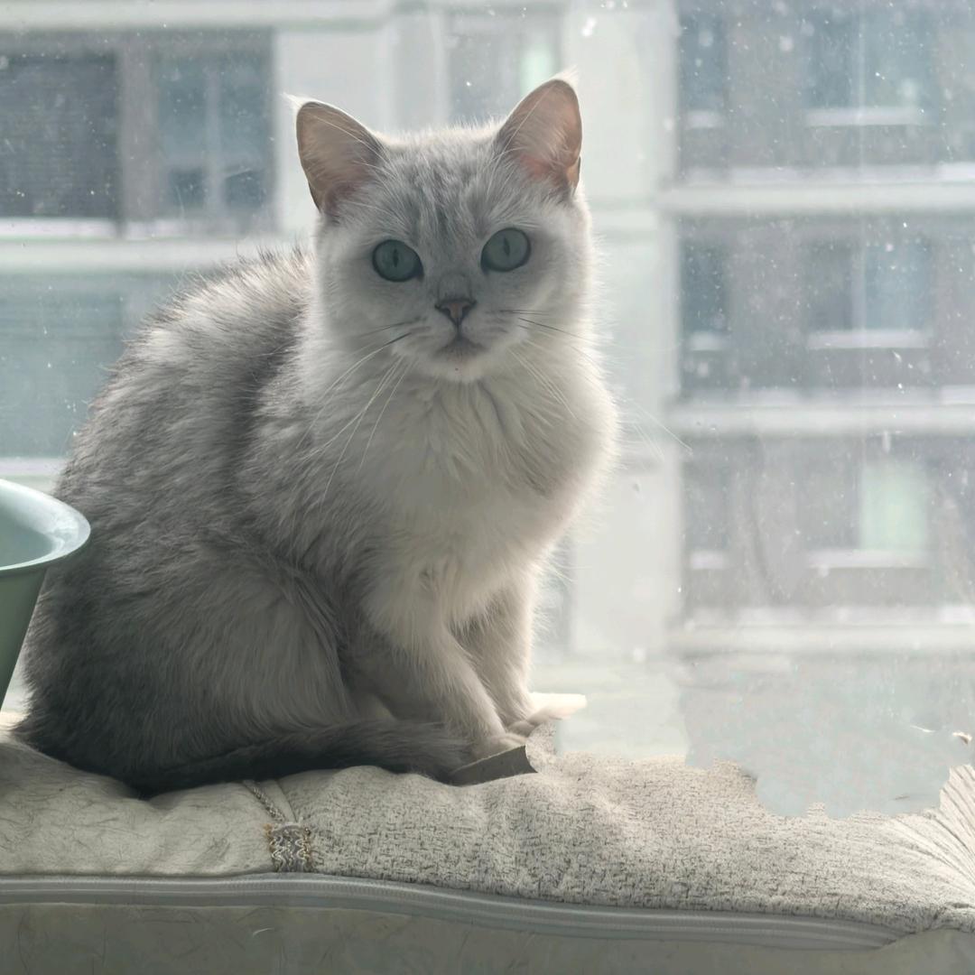 猫咖