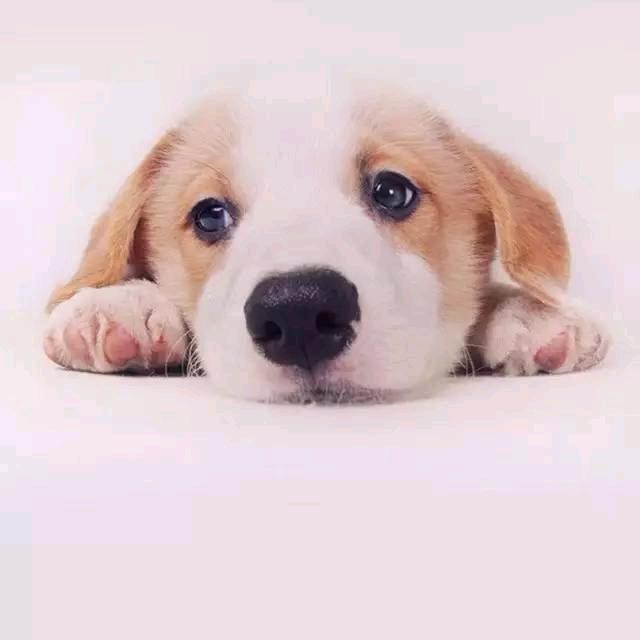 狗场直发