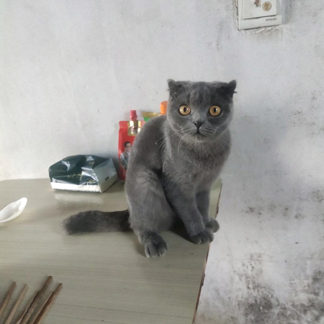 我家小猫咪叫七七