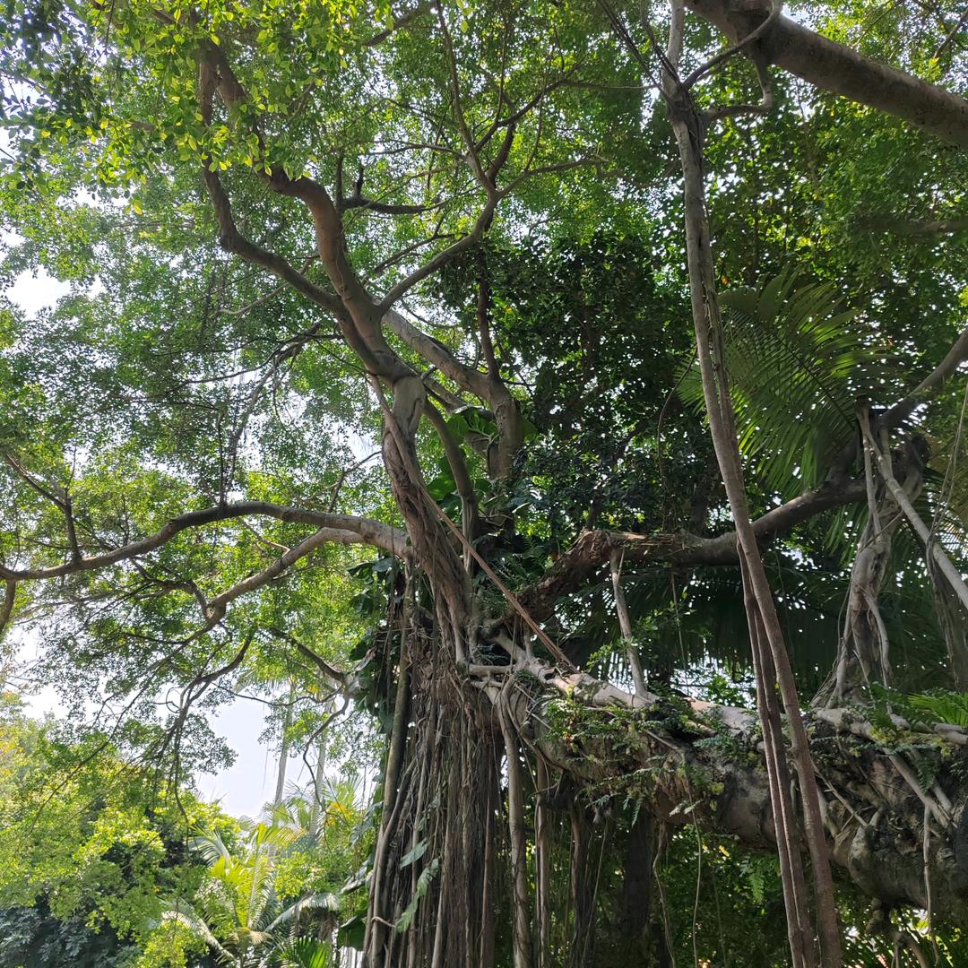 阿丽