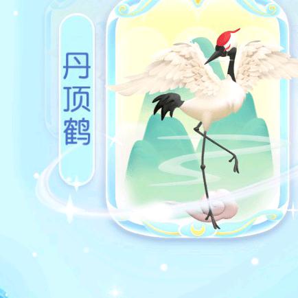 菊花茶