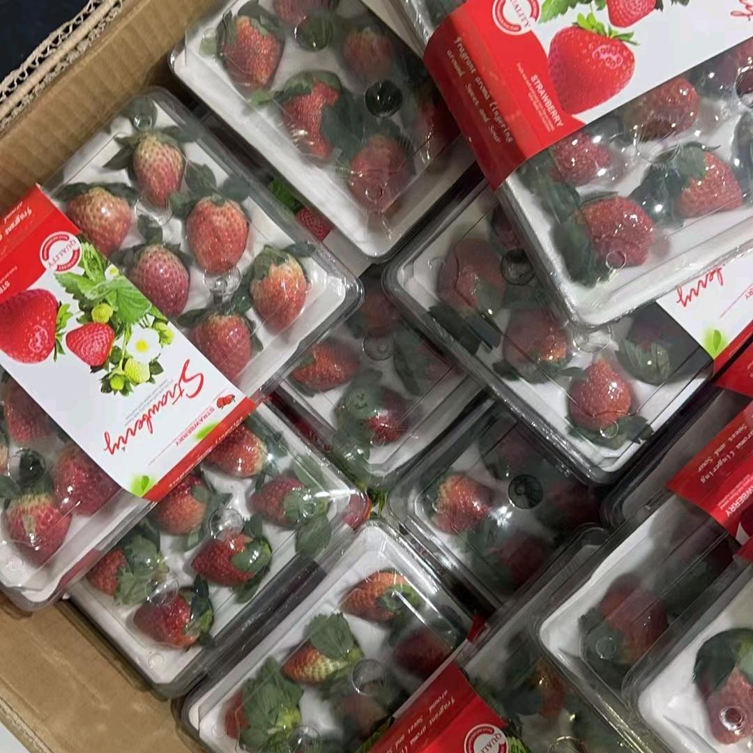 草莓🍓水果批发
