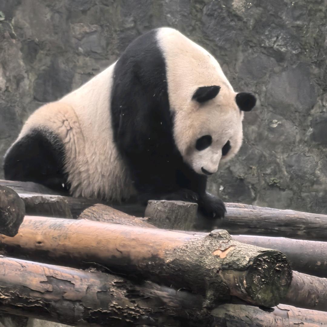 🌊好运相宋🌊