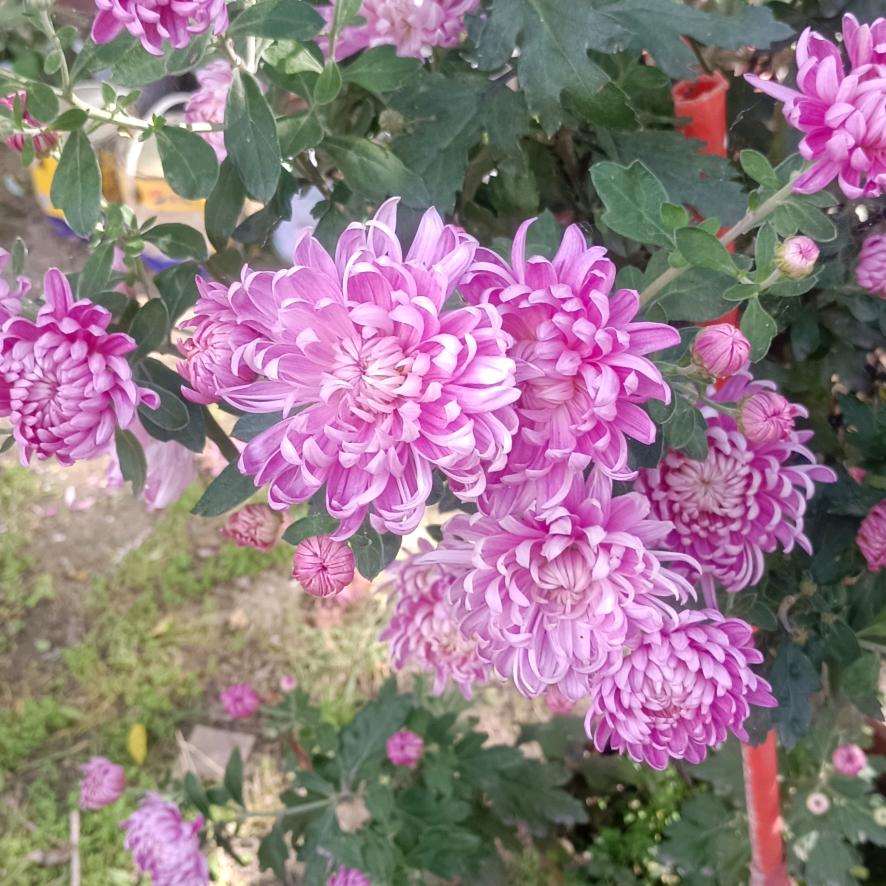 菊花台