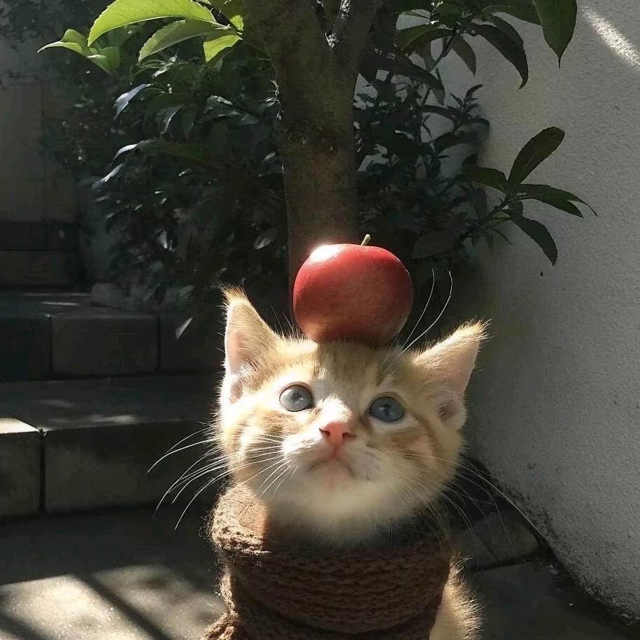 橘柚