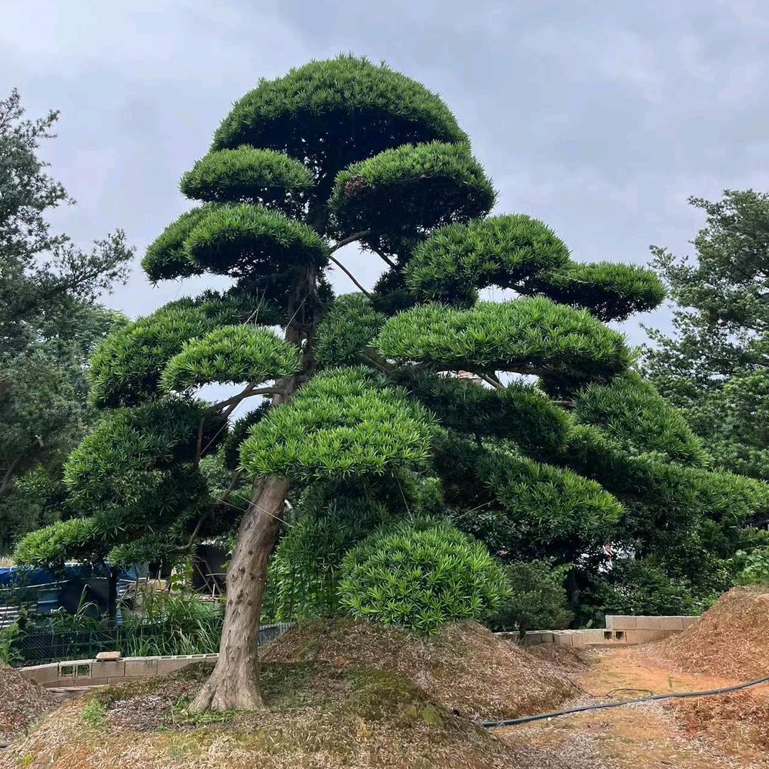 顺风顺水