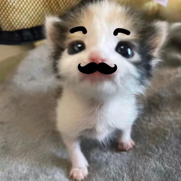 小南瓜头像