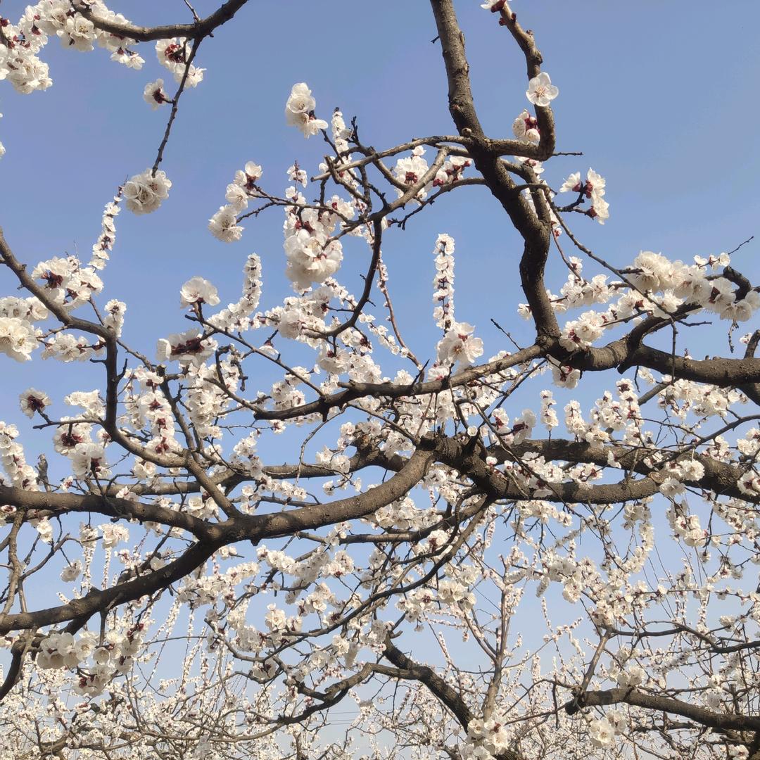 运筹帷幄决胜千里