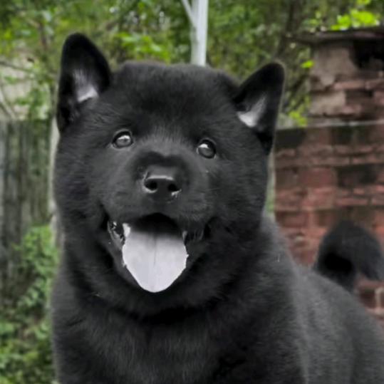 中华田园犬 （诚信代淘）