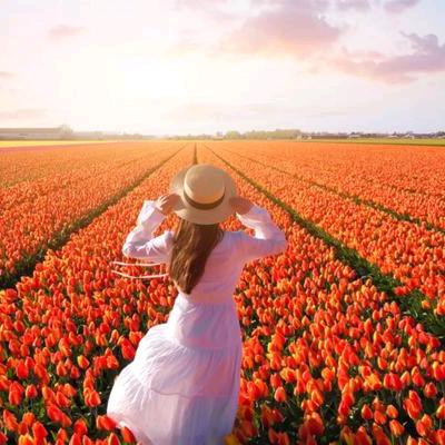 🌈一亩花田美文分享