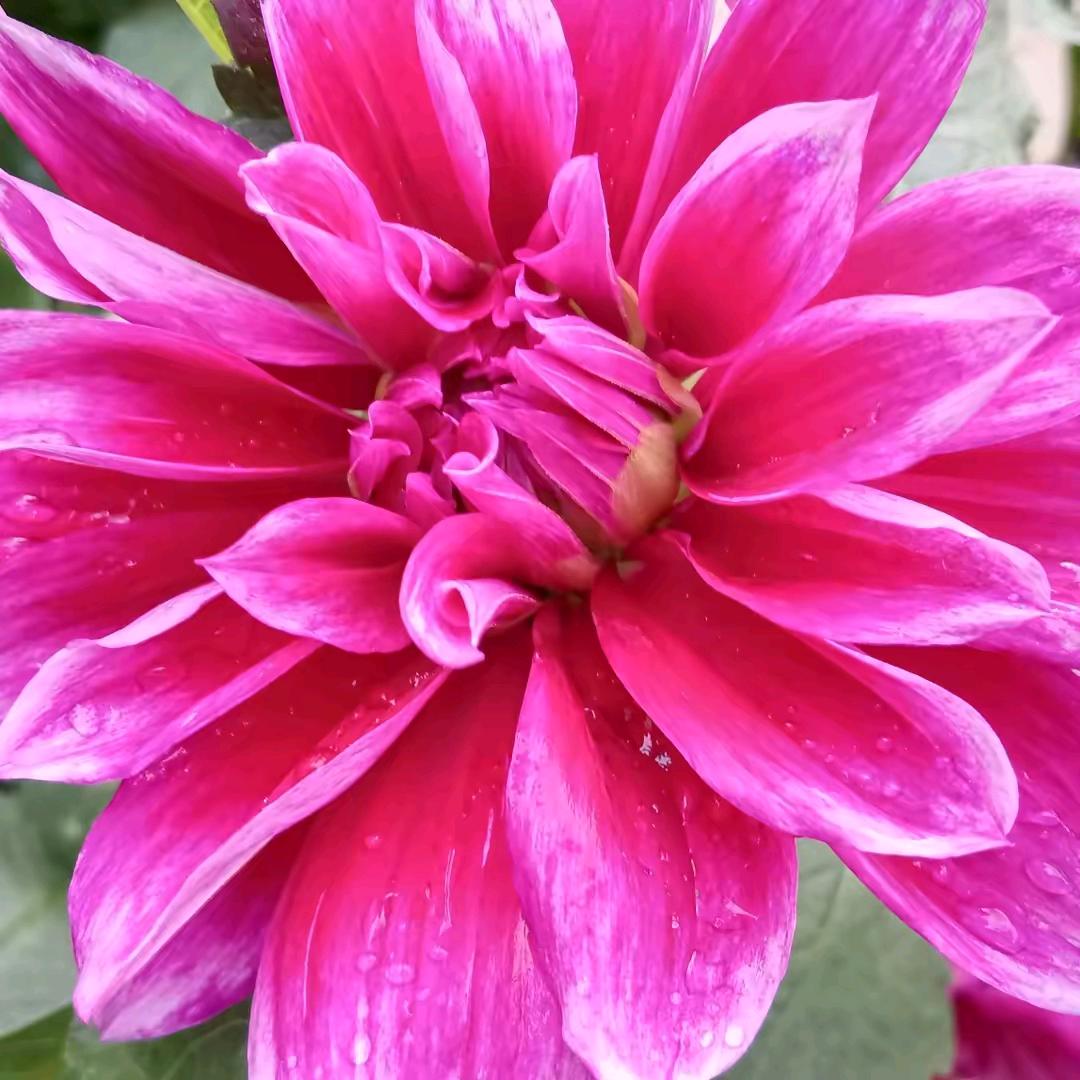 甜心玫瑰花