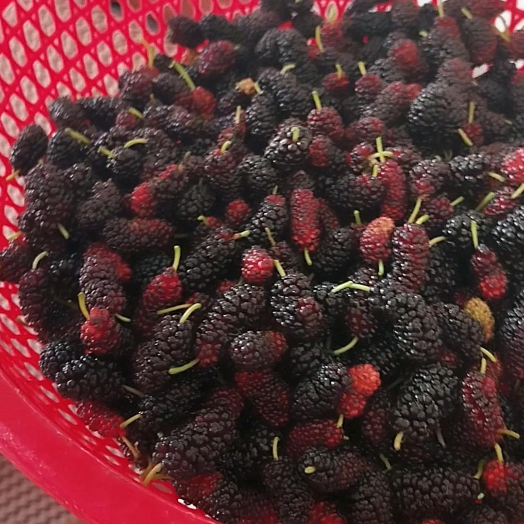 茗