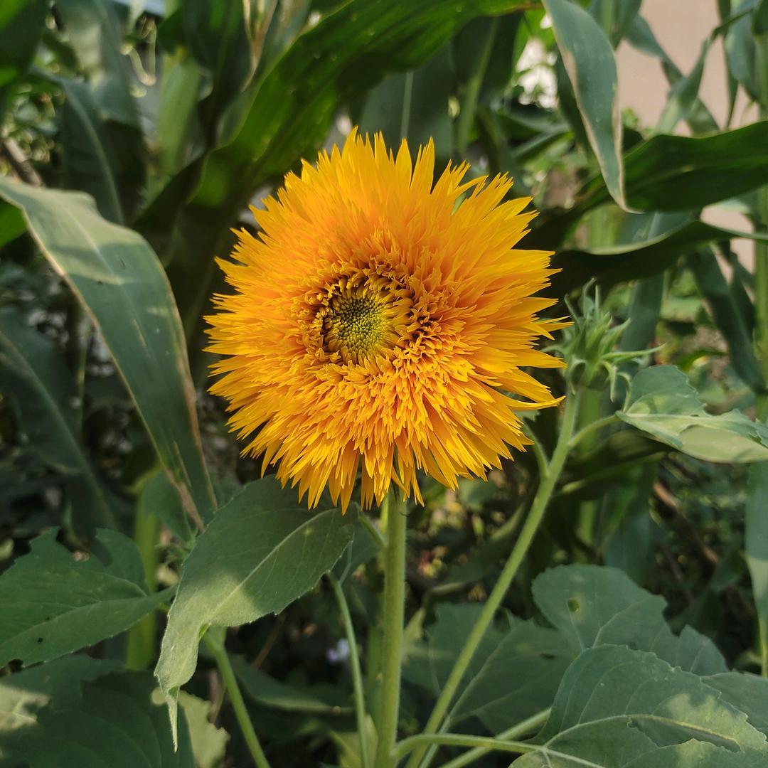 🌞太阳当空照☀️