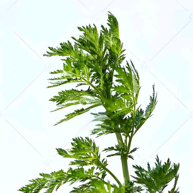 视解《本草纲目》