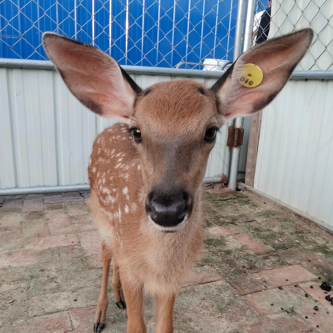 盘锦00后小秦爱养鹿🦌