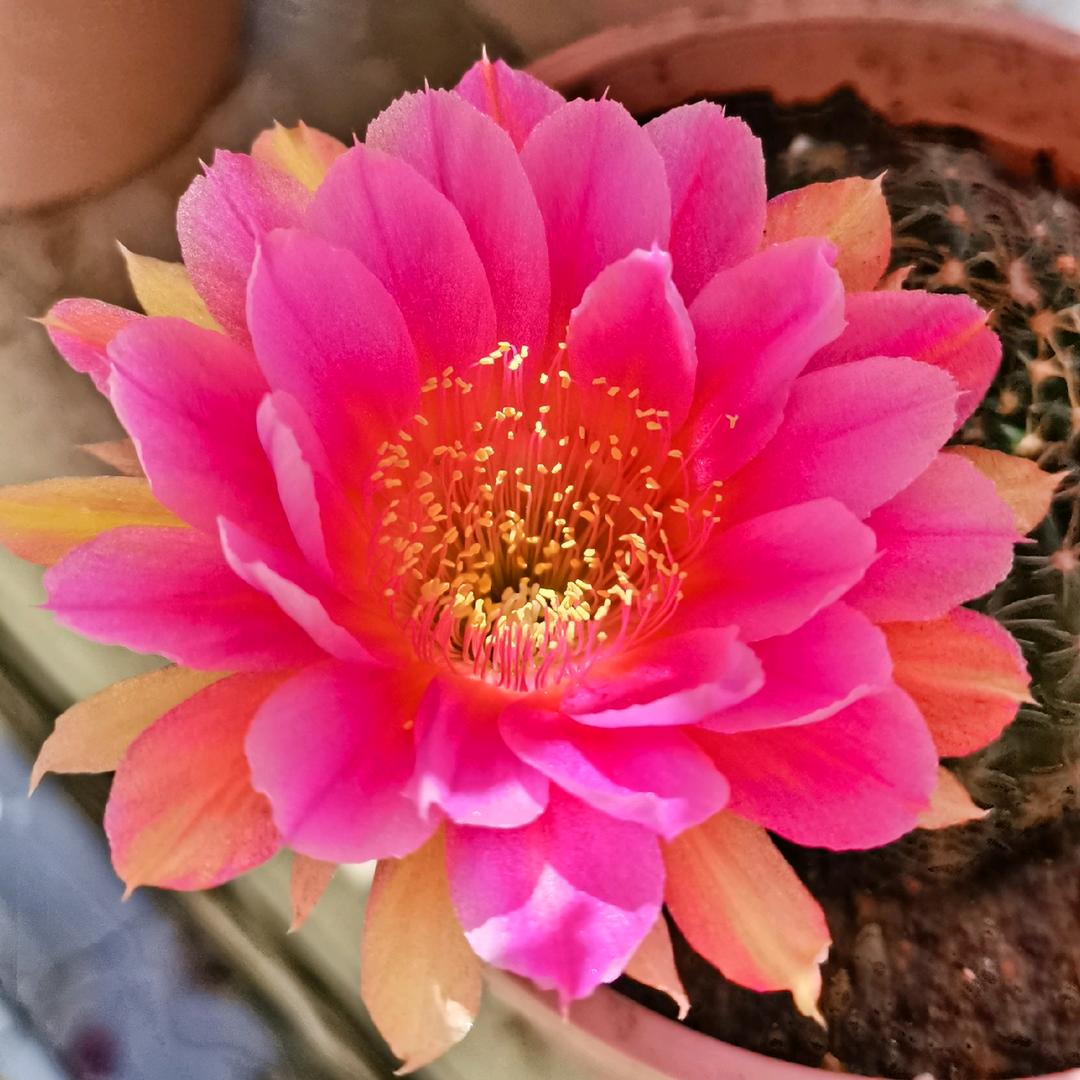🌻石头花🌻