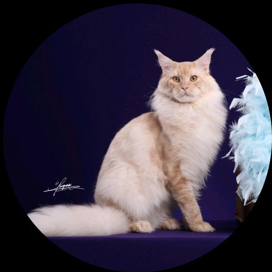 Neko职业铲屎官