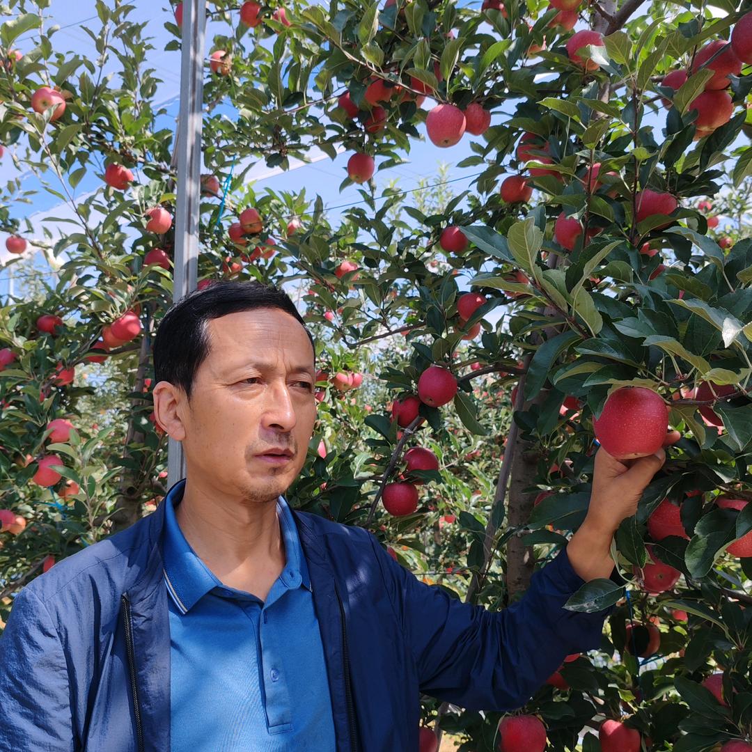 洛川免套袋苹果