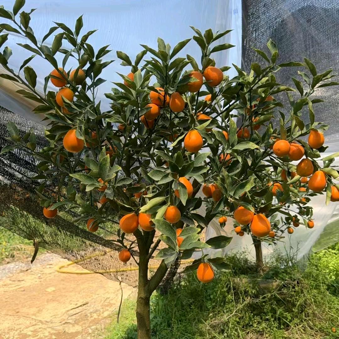 佳成农业种苗培育基地