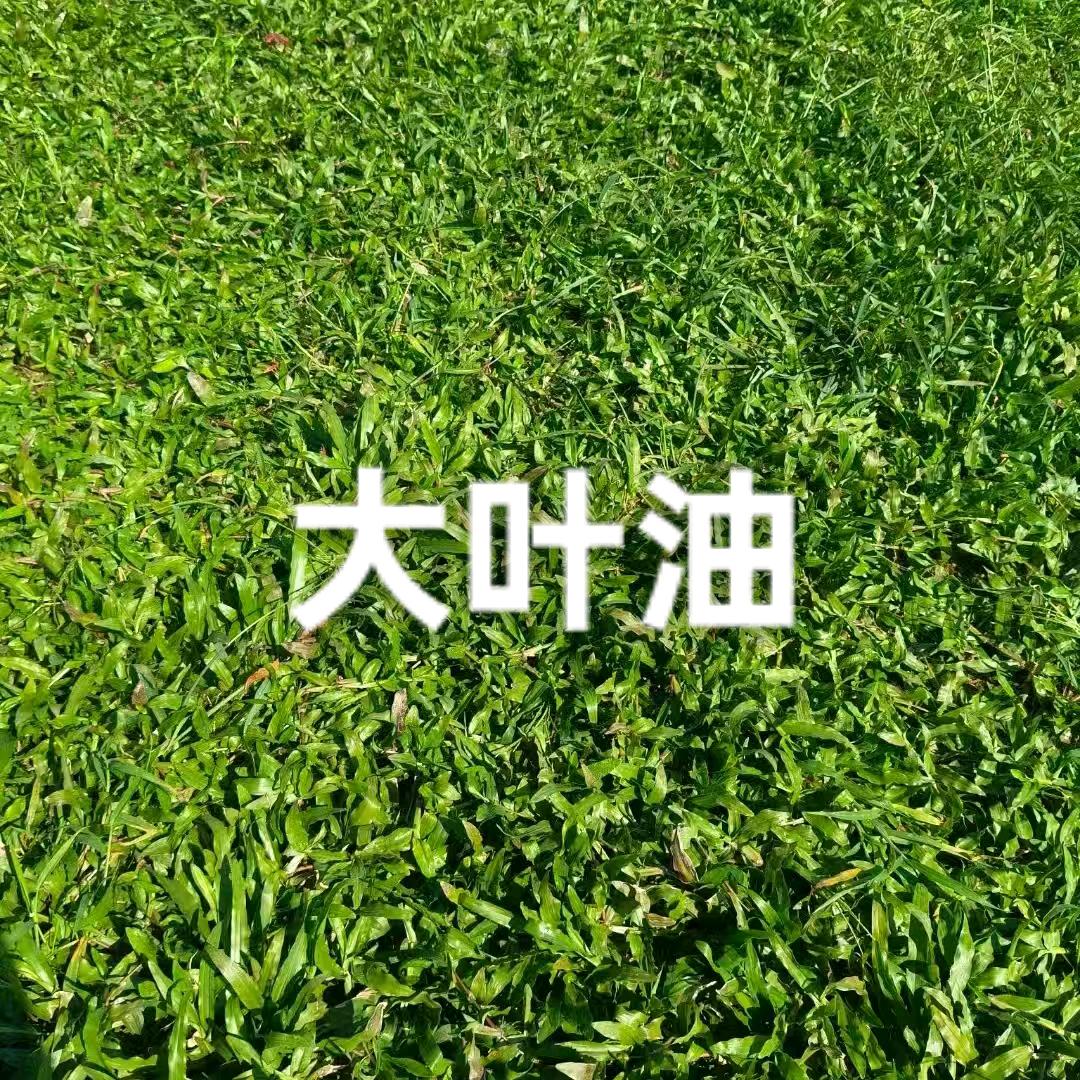 茂创草皮基地