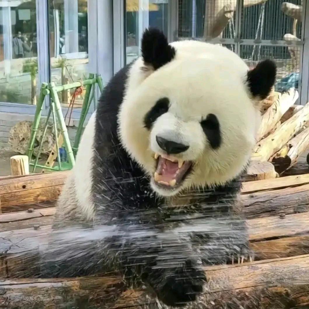 黑白团子
