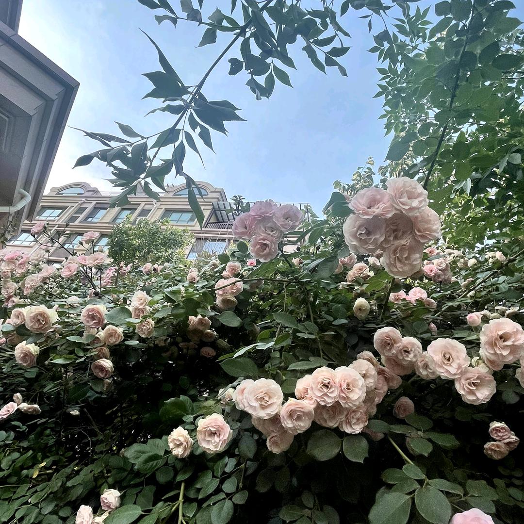 香菜不好吃