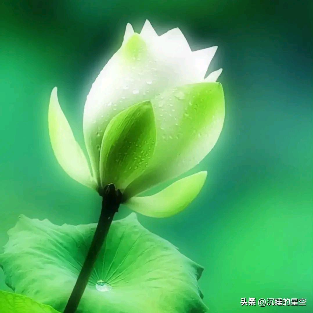 淡定