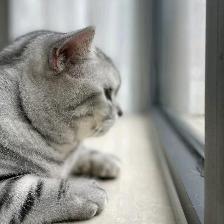 小张与猫咪的不解之缘～