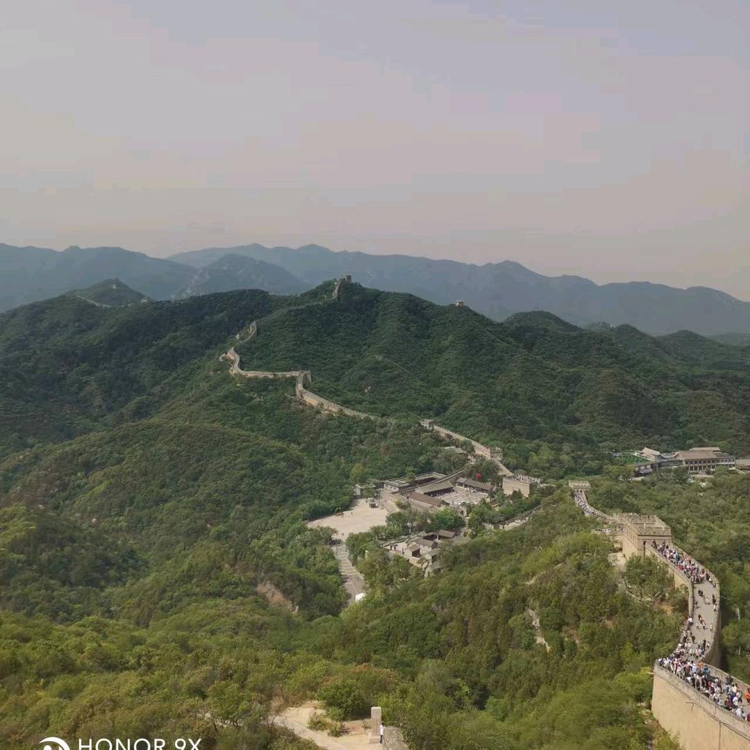 树上听蝉
