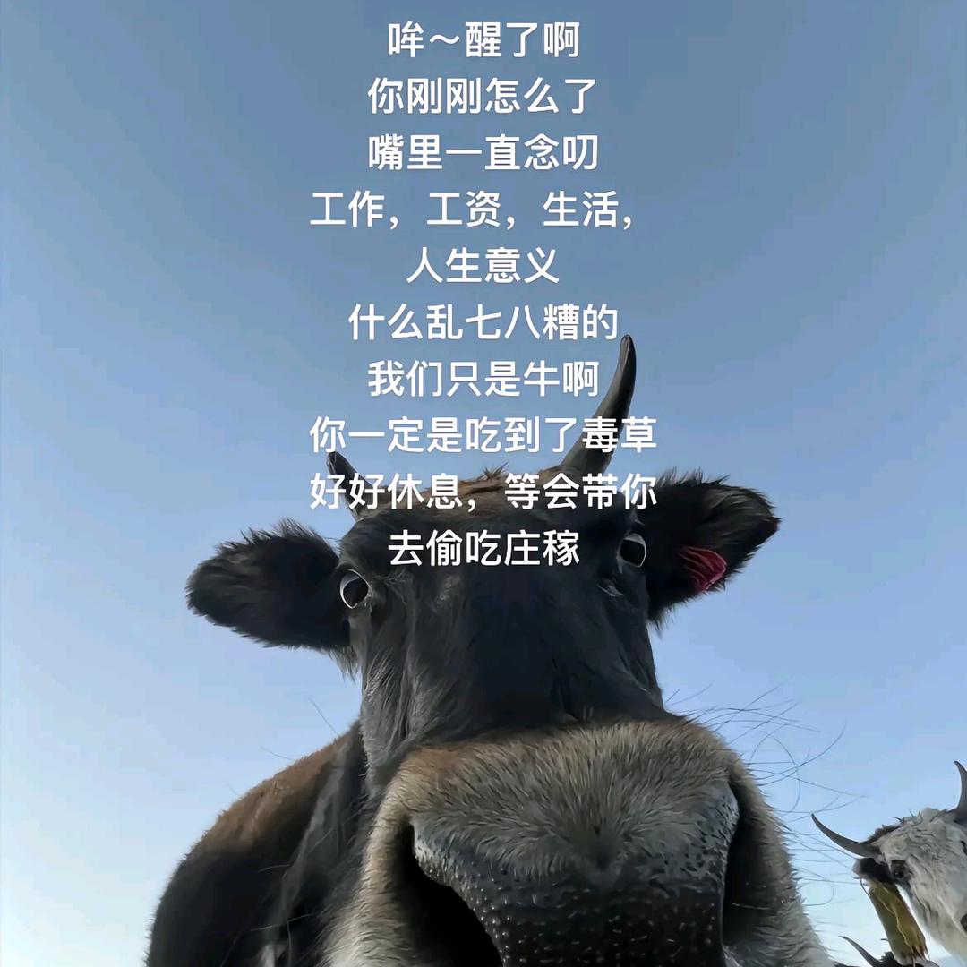 快乐的瓜皮哥