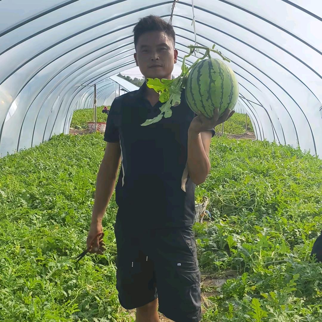 西瓜种植🍉陈瑞＋刘双