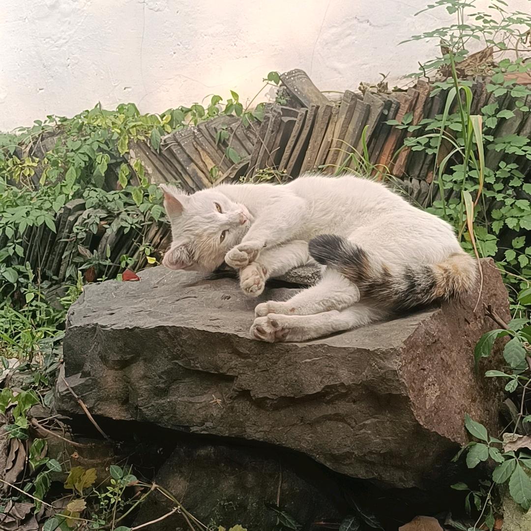 小露儿