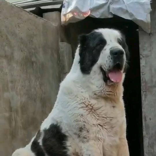 乡村赵老板
