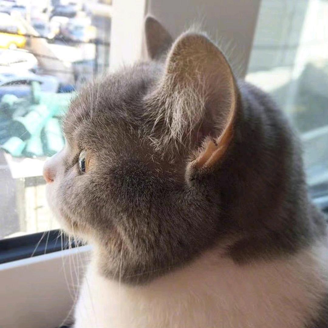 宠管家宠物用品