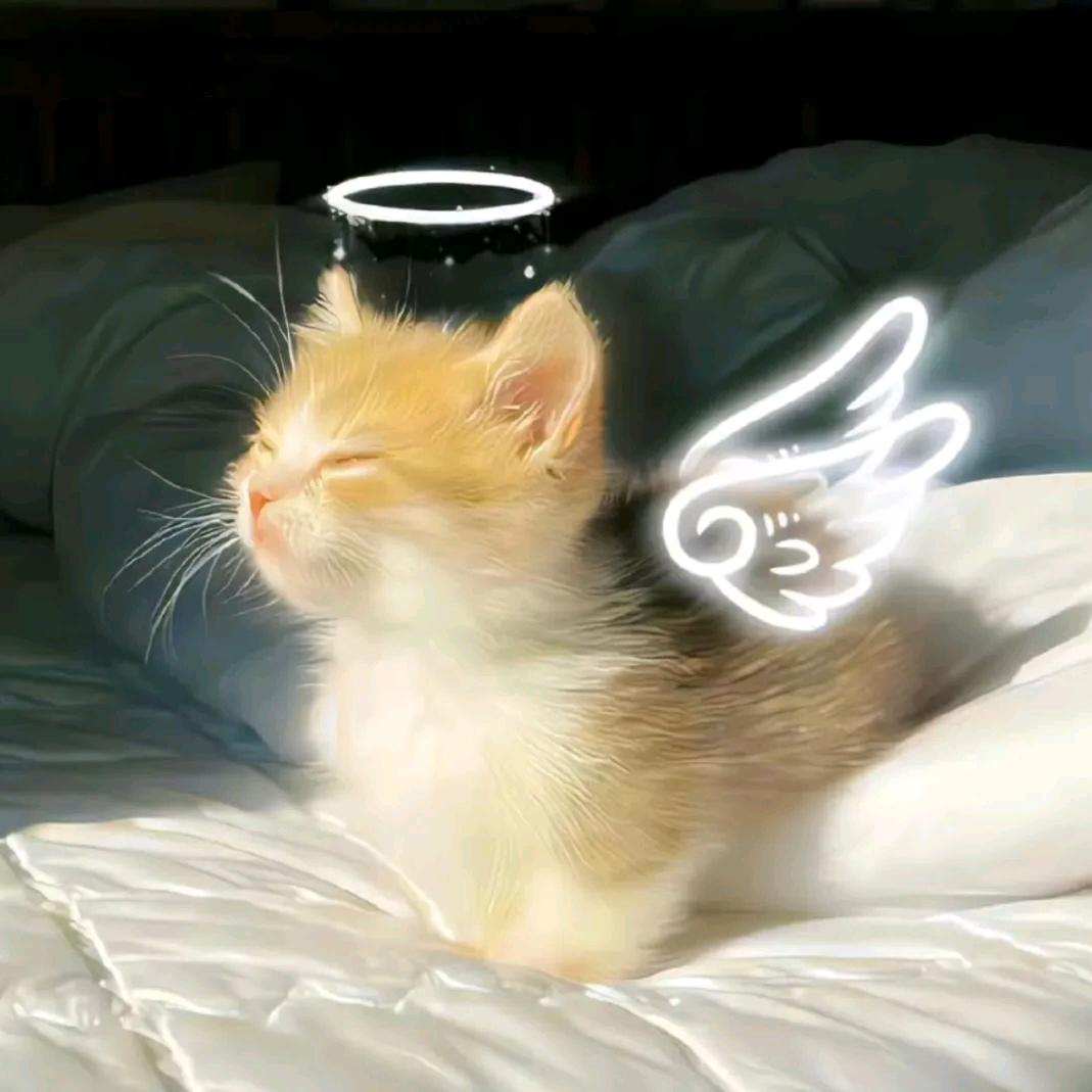 小杨哥