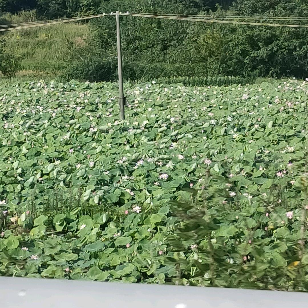 柠檬小丸子