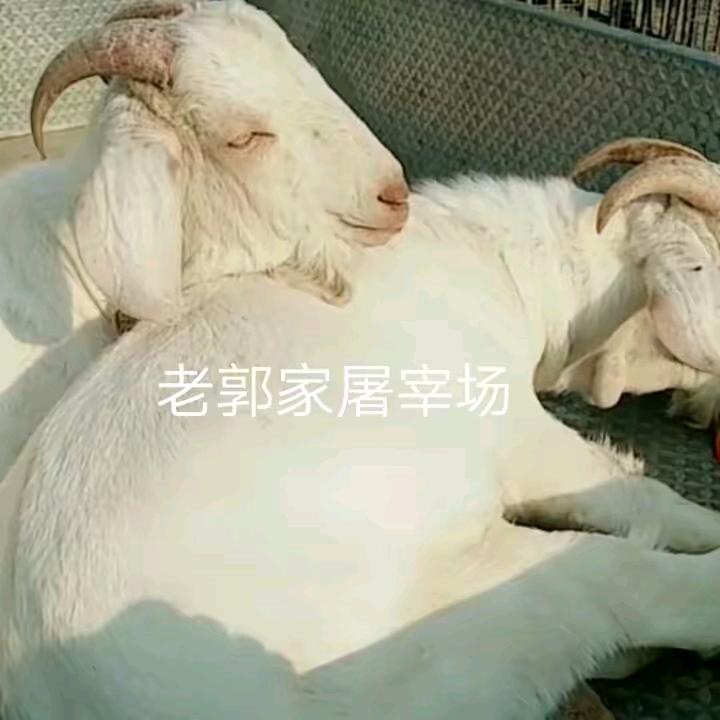 郭效峰生鲜羊肉店