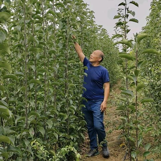 听风的雨
