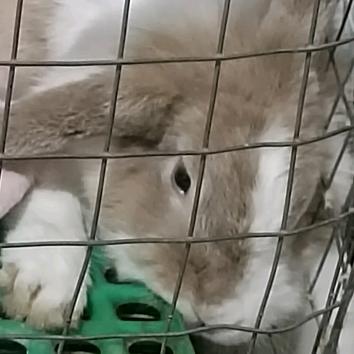 棟荼