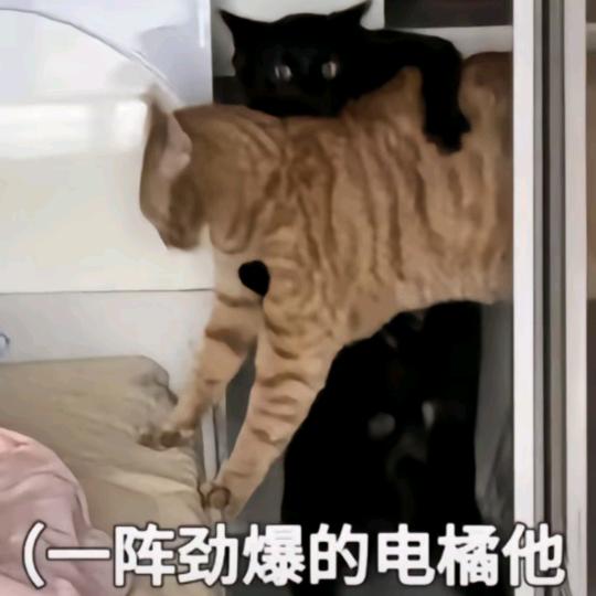 魈环·狸