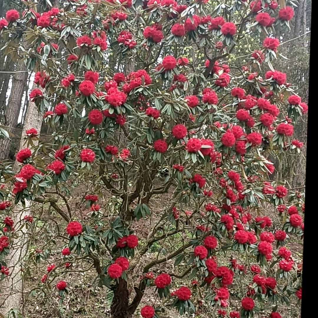 艰苦奋斗！，单亲家庭？张