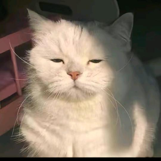琴边晒太阳
