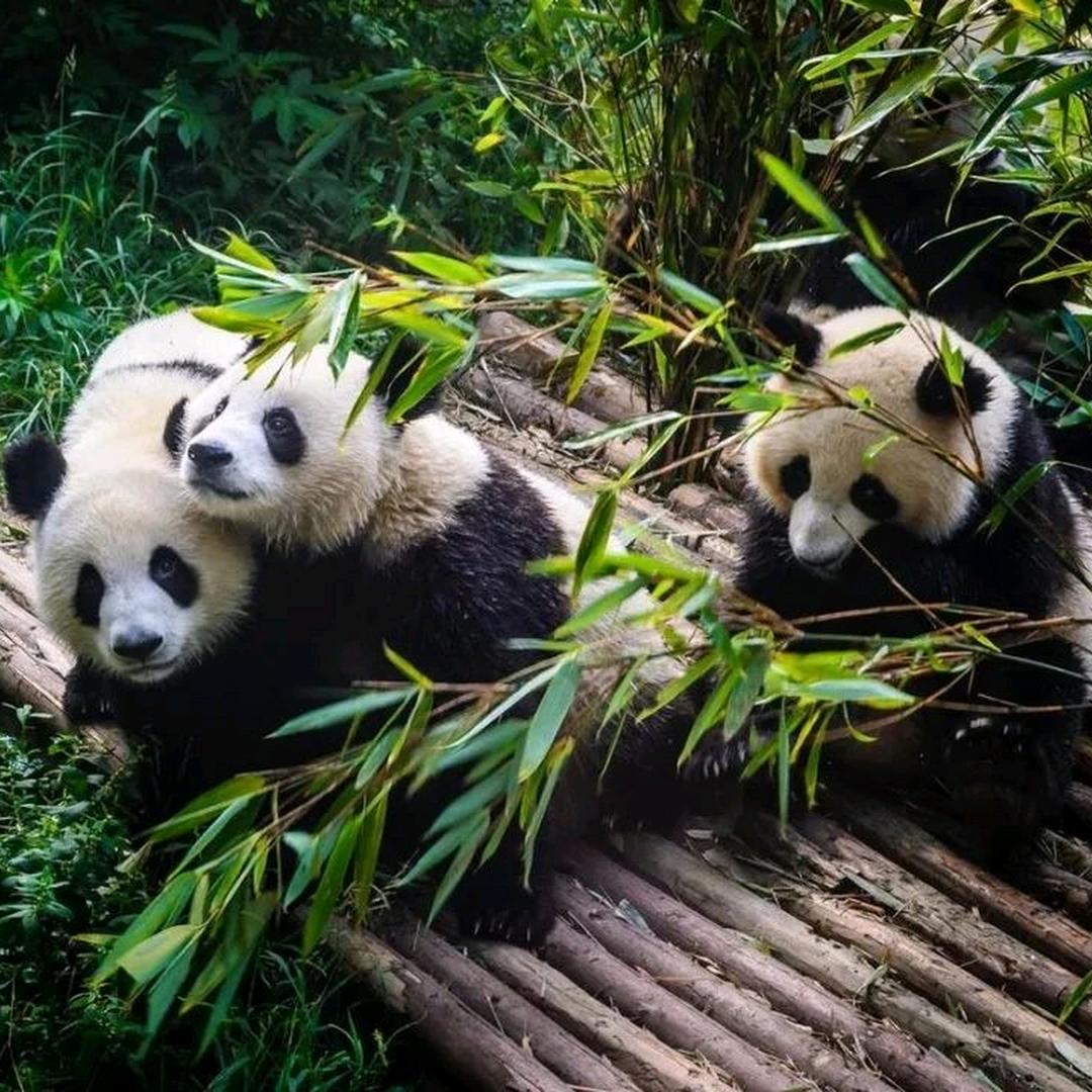 旅游咨询华仔