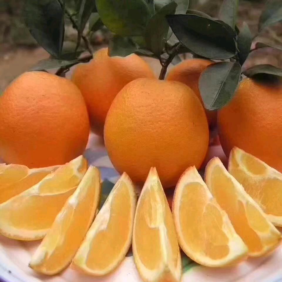 明远之橙