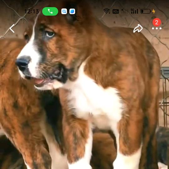 土地蔬菜搬运工